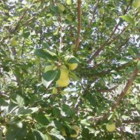 Güney Cindere Köyü Resimleri 1