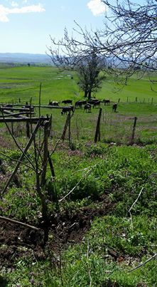 Bolu Ahmetler Köyü Resimleri 2