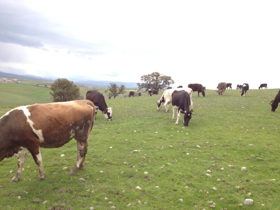Bolu Ahmetler Köyü Resimleri 22