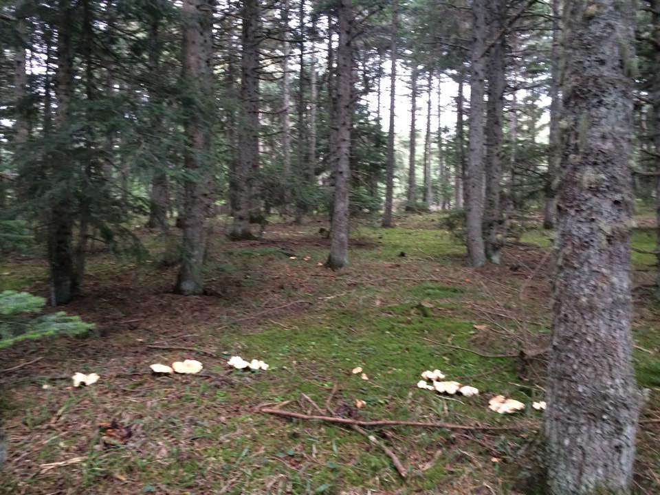 Bolu Ahmetler Köyü Resimleri 23