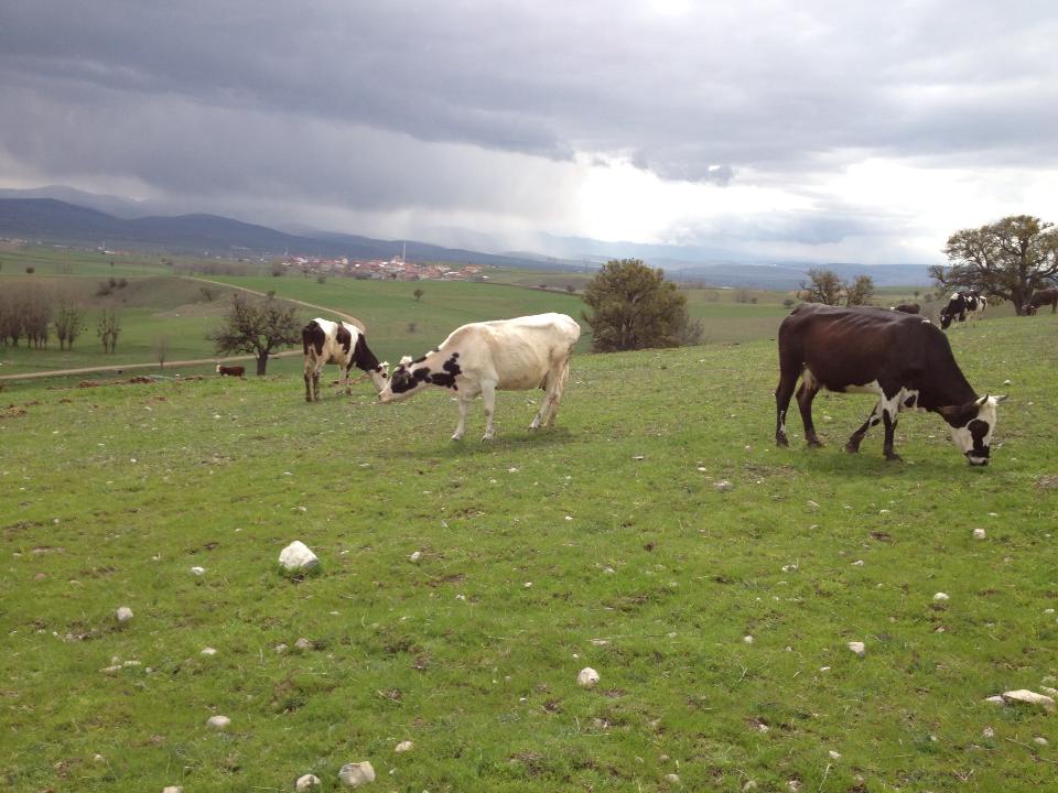 Bolu Ahmetler Köyü Resimleri 26