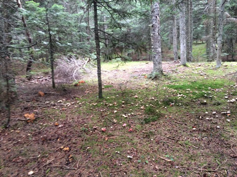 Bolu Ahmetler Köyü Resimleri 33