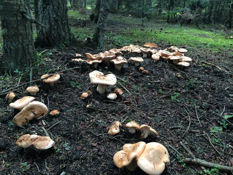 Bolu Ahmetler Köyü Resimleri 34