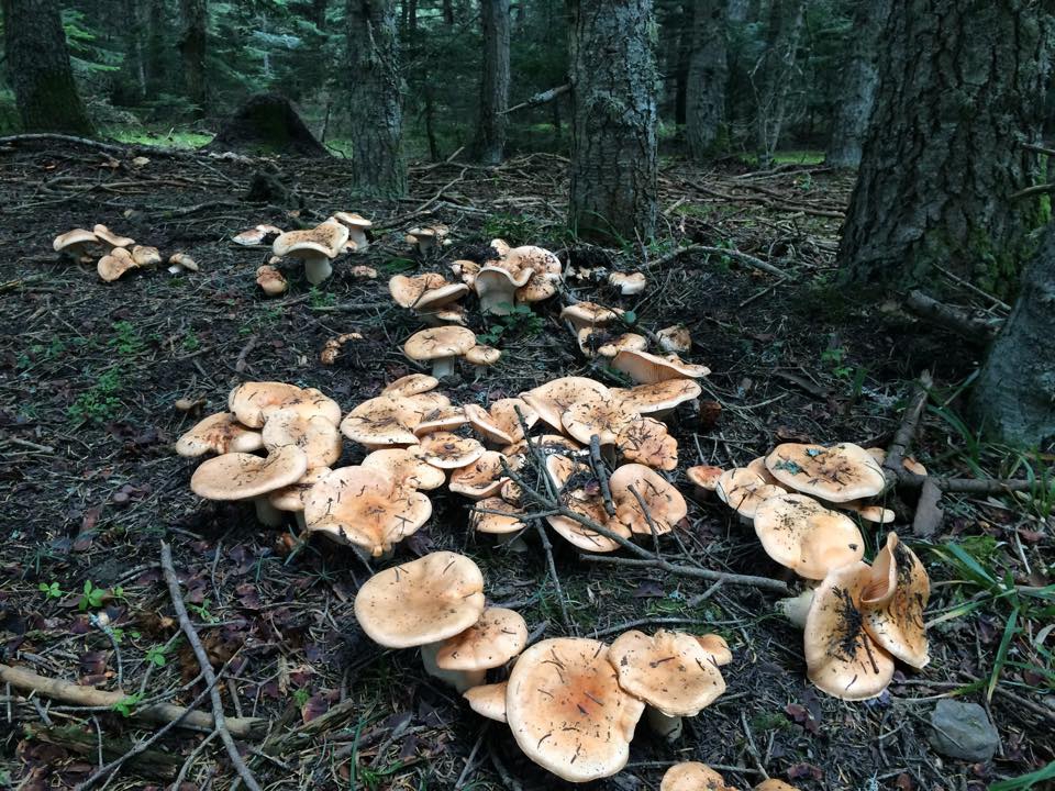 Bolu Ahmetler Köyü Resimleri 36