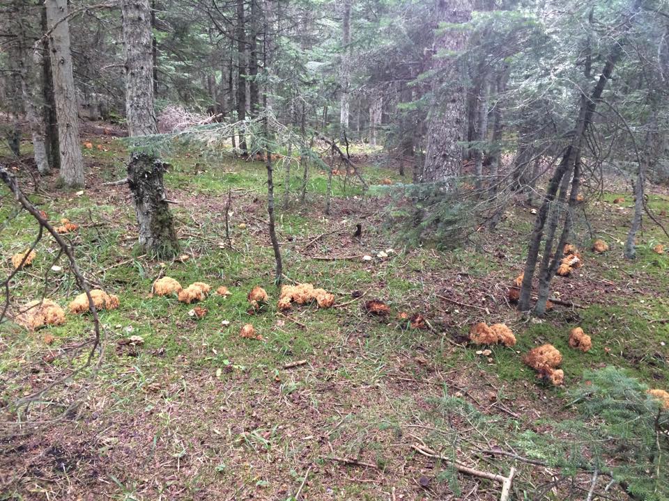 Bolu Ahmetler Köyü Resimleri 42