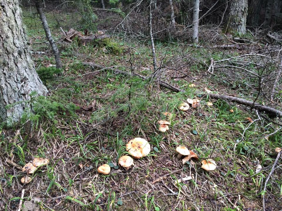 Bolu Ahmetler Köyü Resimleri 45