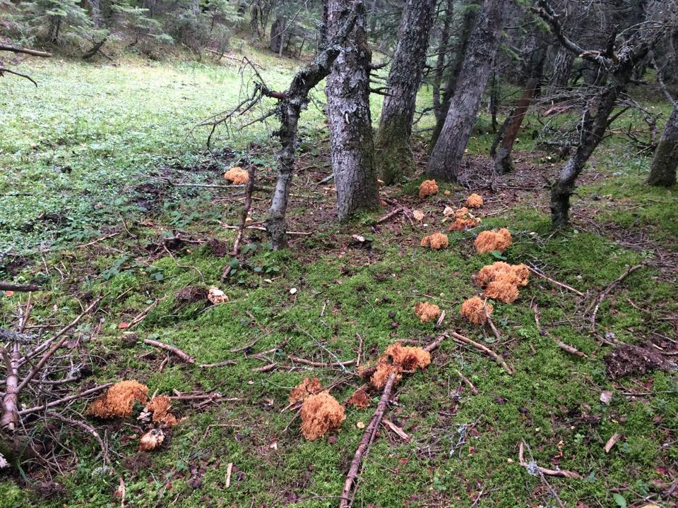 Bolu Ahmetler Köyü Resimleri 46