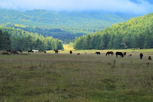 Bolu Ağaççılar Köyü Resimleri 11