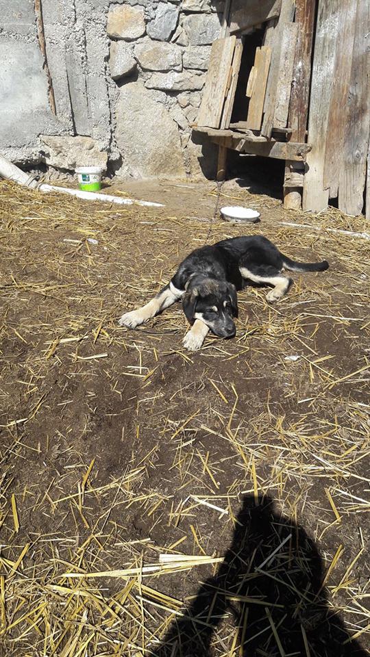 Bolu Ağaççılar Köyü Resimleri 33