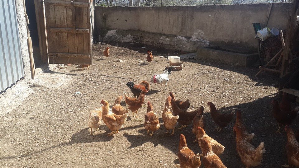 Bolu Ağaççılar Köyü Resimleri 34