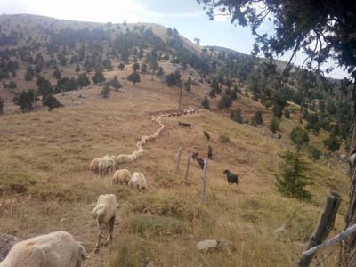 Adana Saimbeyli Naltaş Köyü Resimleri 16