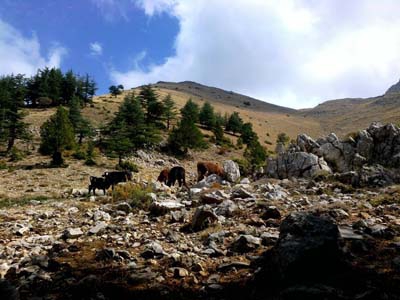 Adana Saimbeyli Naltaş Köyü Resimleri 27