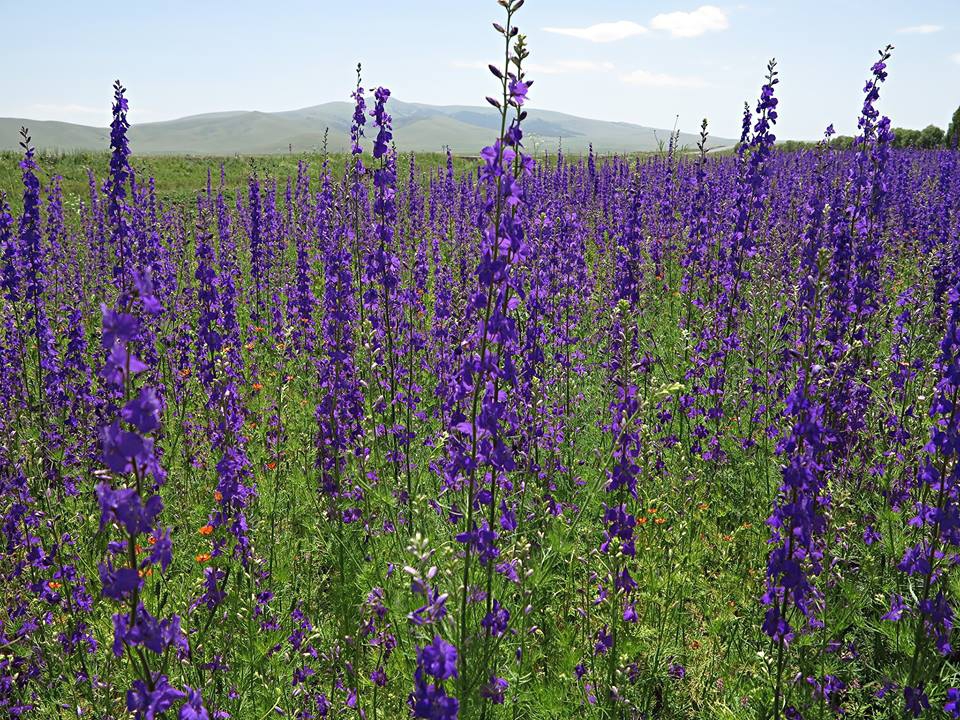 Sarıkamış Asboğa Köyü Resimleri 6