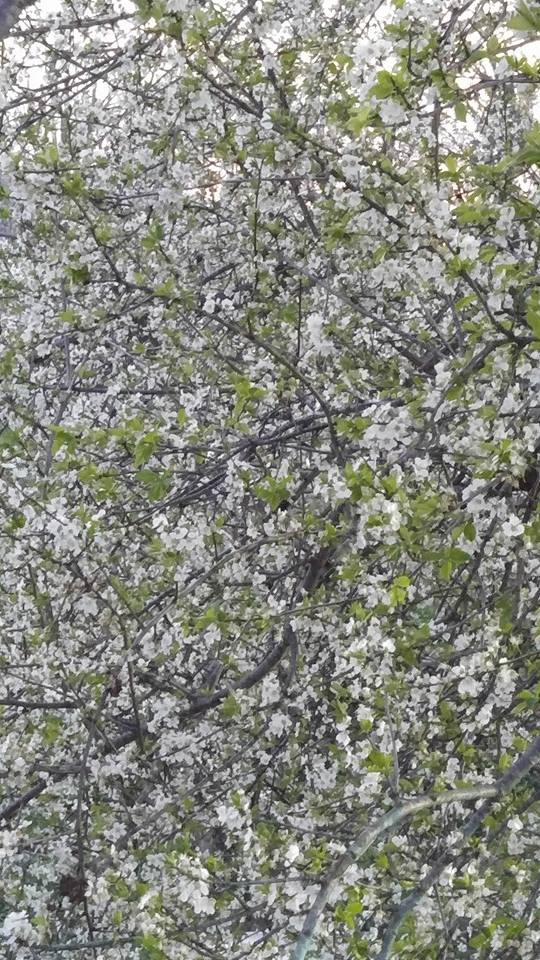 Alaplı Alioğlu Köyü Resimleri 34
