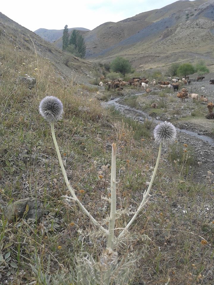 Sarıkamış Balabantaş Köyü Resimleri 2