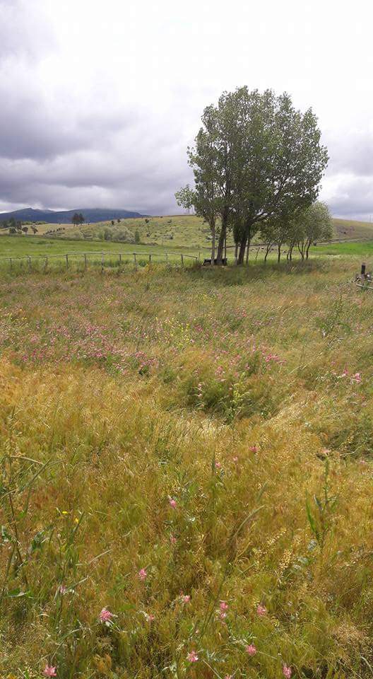 Sarıkamış Çamyazı Köyü Resimleri 8