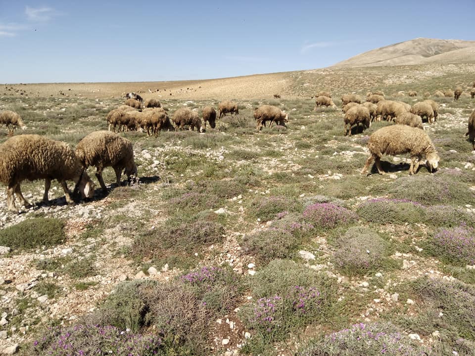Gürün Yılanhüyük Köyü Resimleri 1