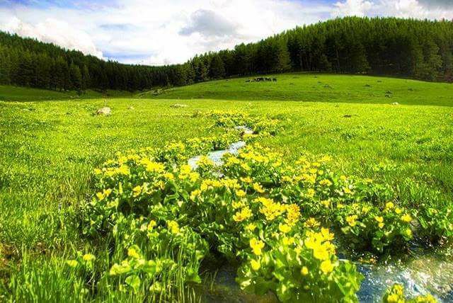 Sarıkamış Şehithalit Köyü Resimleri 2