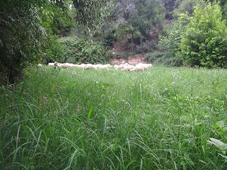 Honaz Ovacık Köyü Resimleri 4