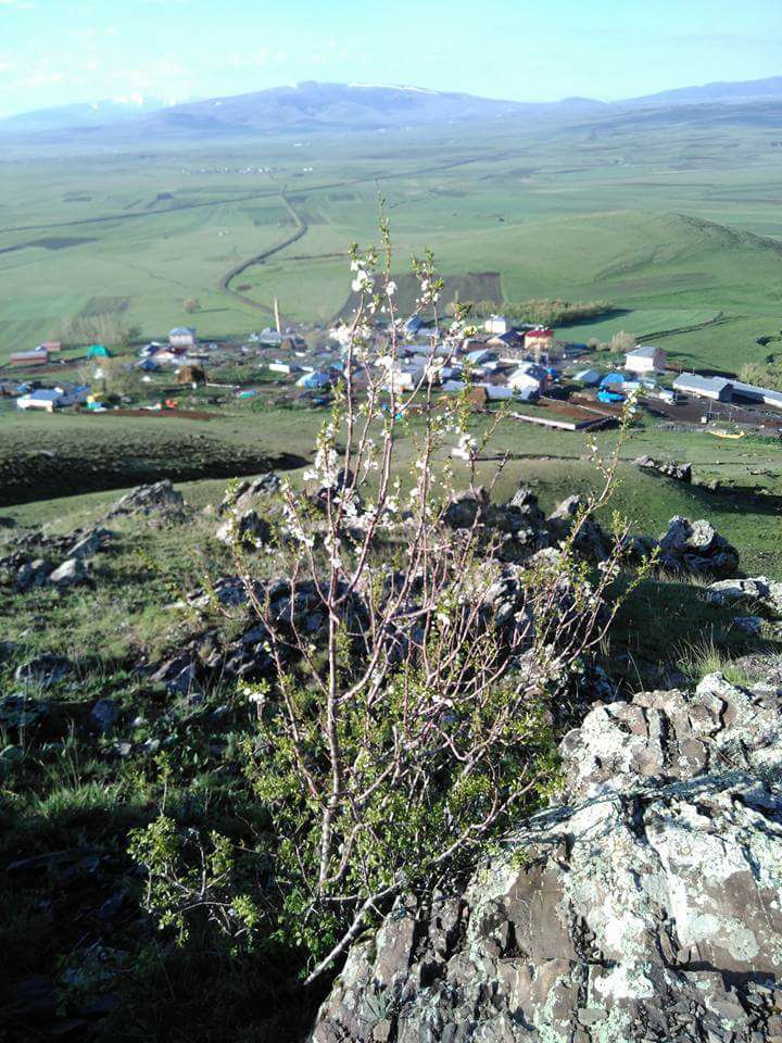 Selim Koşapınar Köyü Resimleri 1