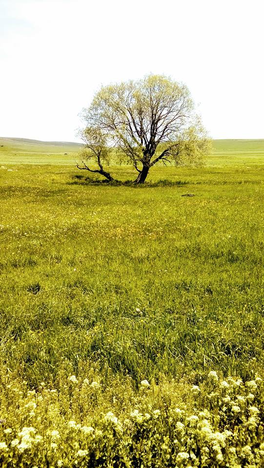 Selim Koşapınar Köyü Resimleri 3