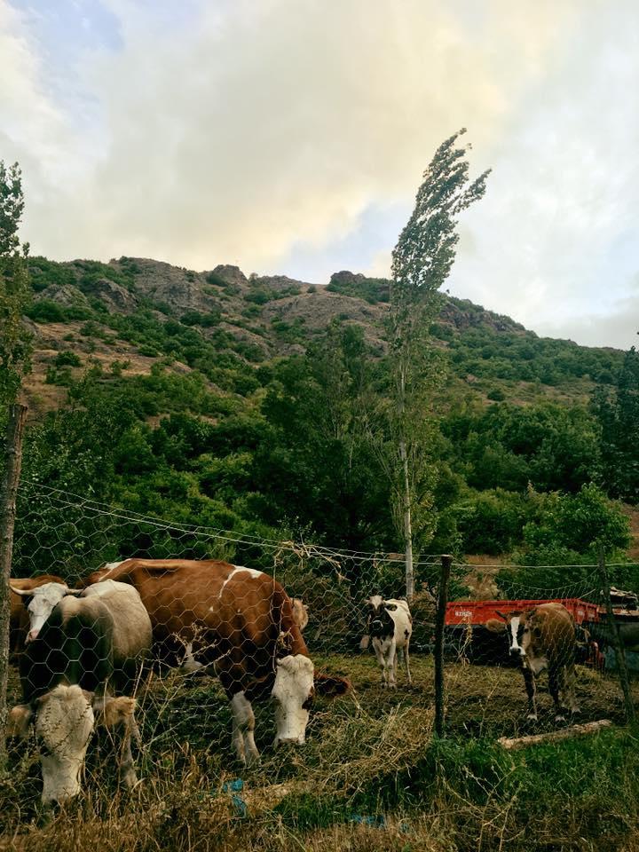 Hafik Alibeyli Köyü Resimleri 19