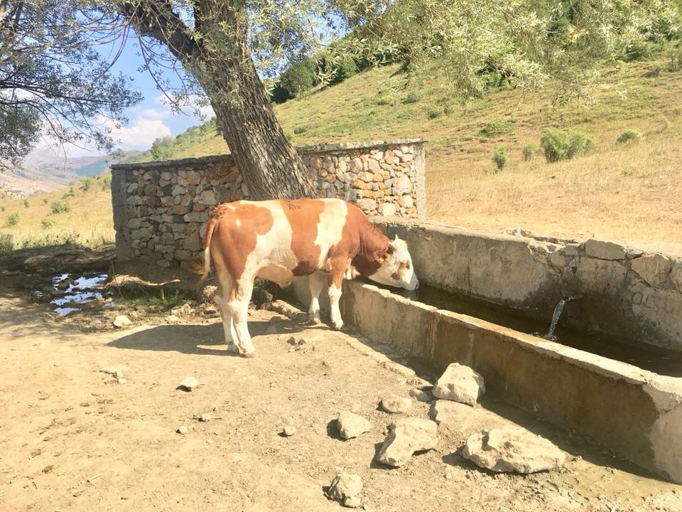 Hafik Alibeyli Köyü Resimleri 30