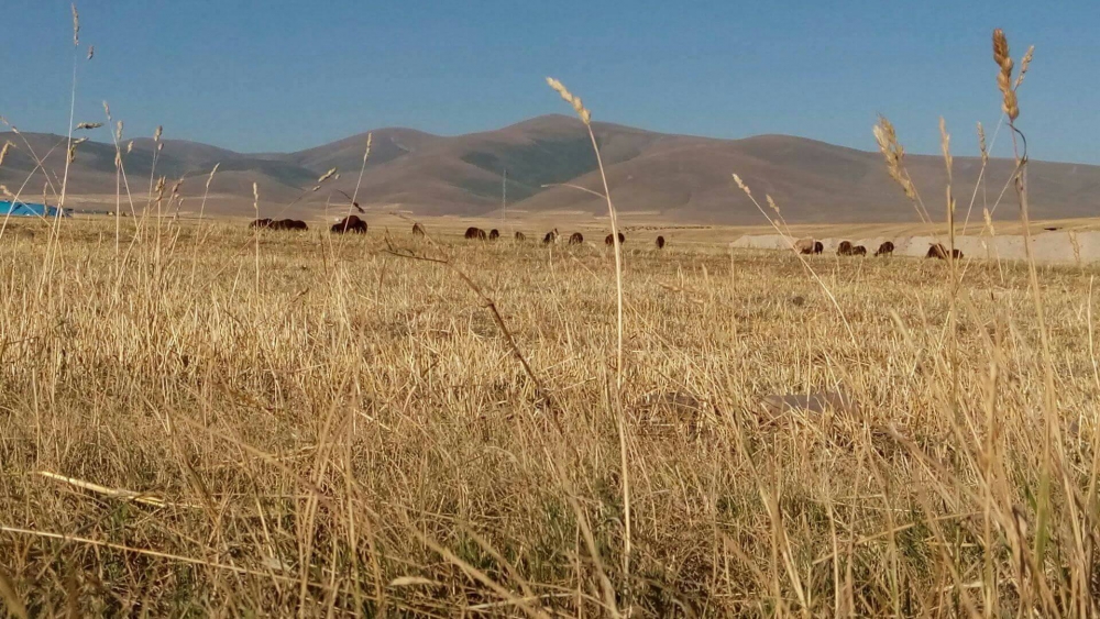Selim Mollamustafa Köyü Resimleri 2