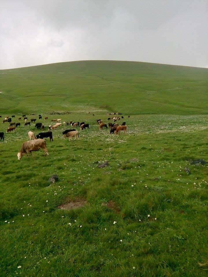 Selim Sarıgün Köyü Resimleri 2