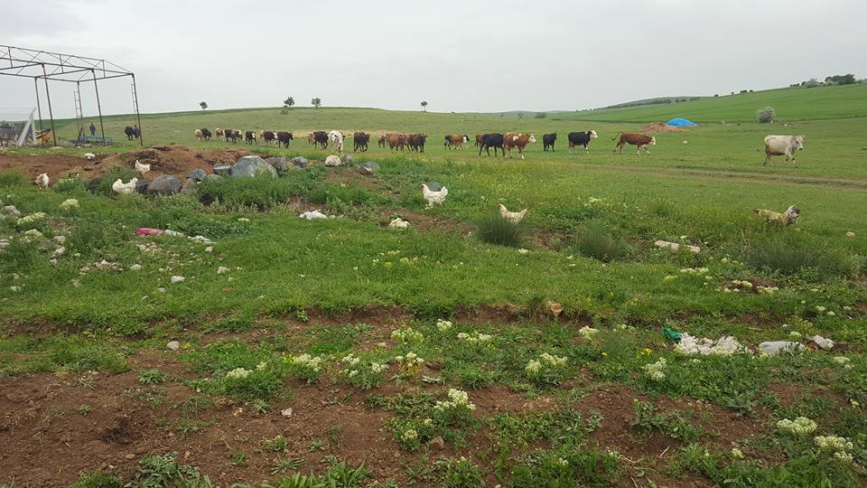 Kaman Yazıyolu Köyü Resimleri 2