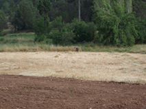 Kale Koçarboğazı Köyü Resimleri 2