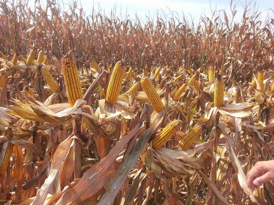 Merkezefendi Çeltikçi Köyü Resimleri 2