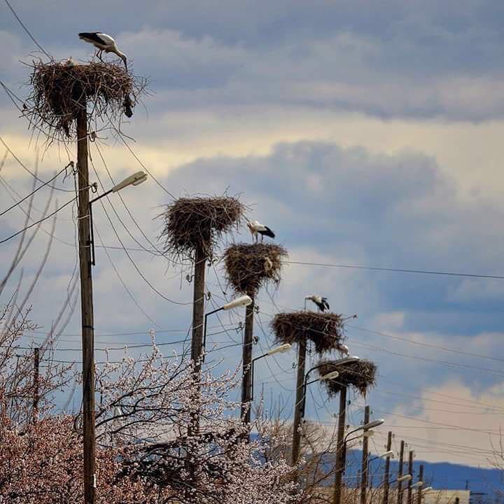 Susuz Porsuklu Köyü Resimleri 2