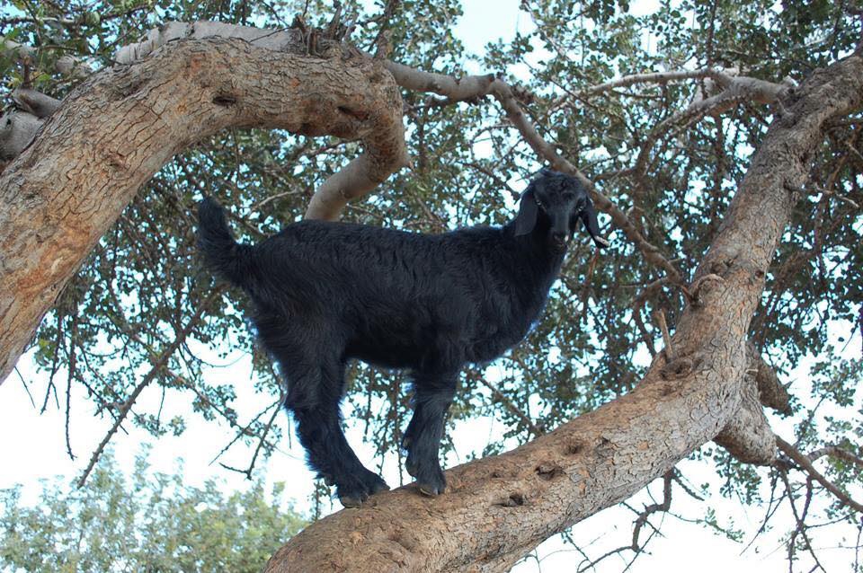 Adana Pozantı Yağlıtaş Köyü Resimleri 16
