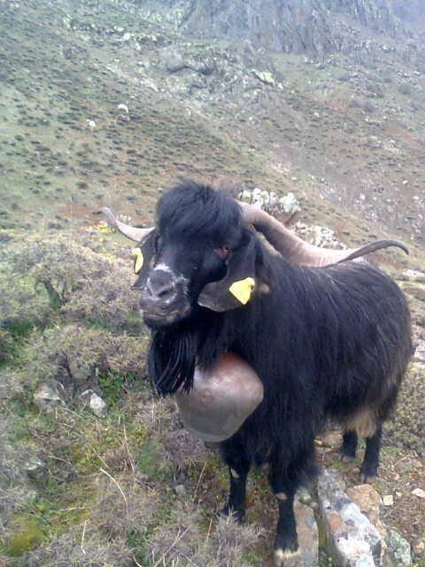Adana Pozantı Yağlıtaş Köyü Resimleri 31
