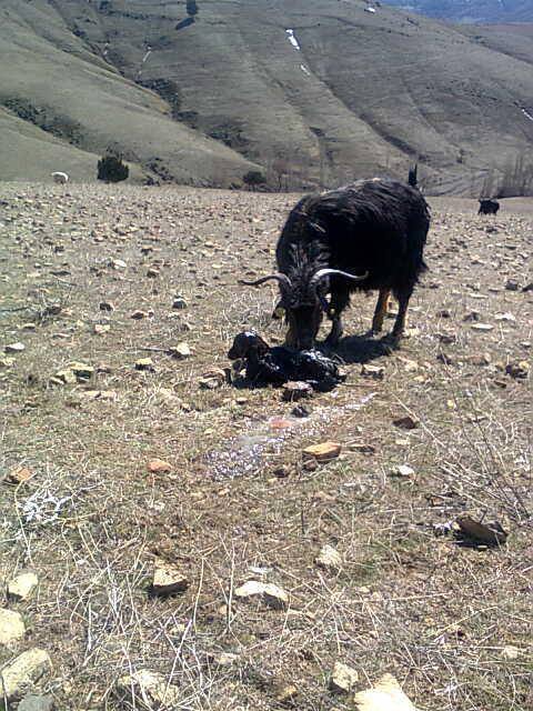 Adana Pozantı Yağlıtaş Köyü Resimleri 38
