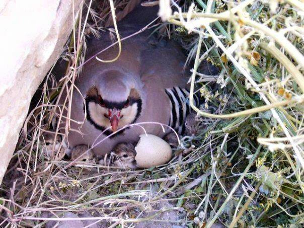 Adana Pozantı Yağlıtaş Köyü Resimleri 6