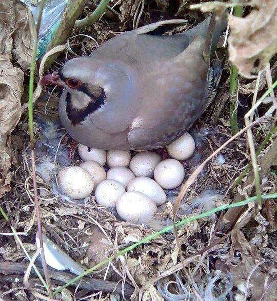 Adana Pozantı Yağlıtaş Köyü Resimleri 7