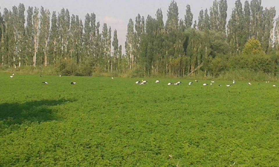 Akşehir Ulupınar Köyü Resimleri 2