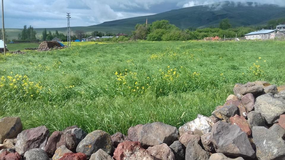 Kars Alaca Köyü Resimleri 3