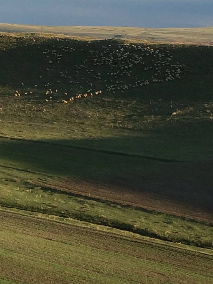 Kars Arazoğlu Köyü Resimleri 6