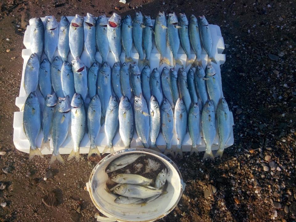 Alaçam Göçkün Köyü Resimleri 10