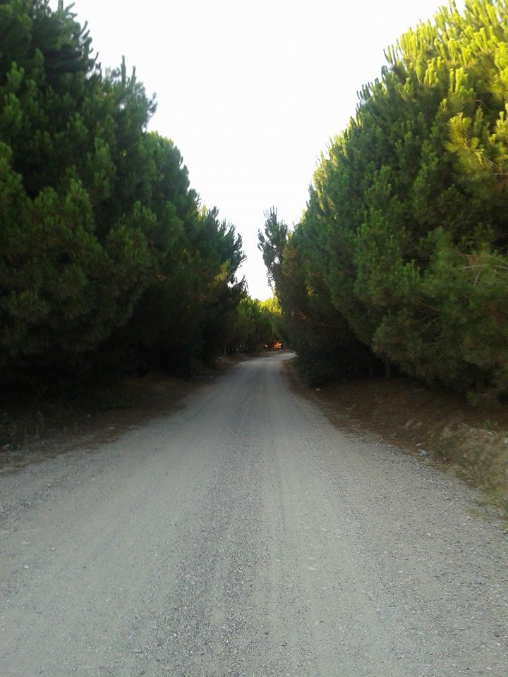 Alaçam Göçkün Köyü Resimleri 14