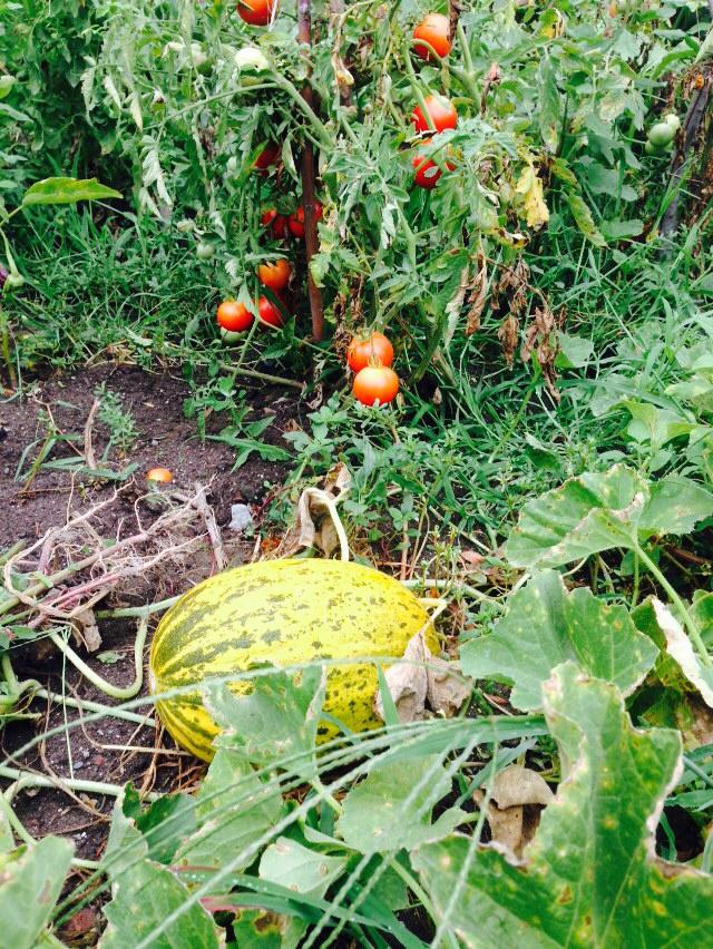 Alaçam Göçkün Köyü Resimleri 15