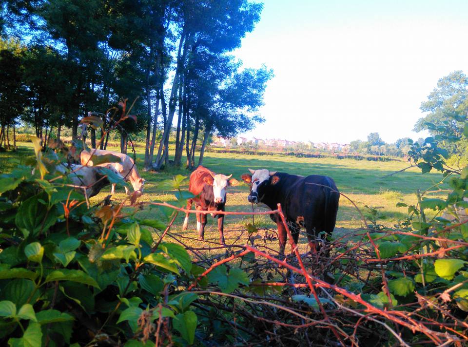 Alaçam Göçkün Köyü Resimleri 2