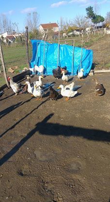 Alaçam Göçkün Köyü Resimleri 5