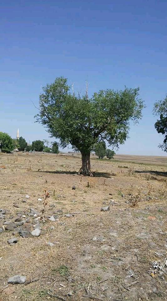 Kars Büyük Aküzüm Köyü 4