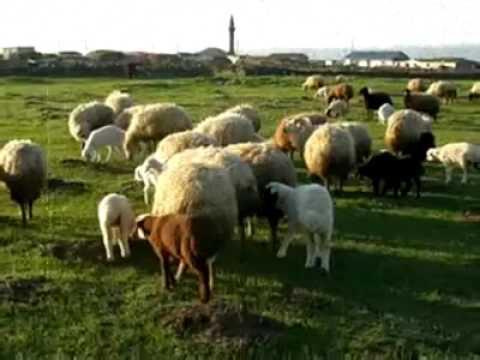 Kars Esenkent Köyü Resimleri 1