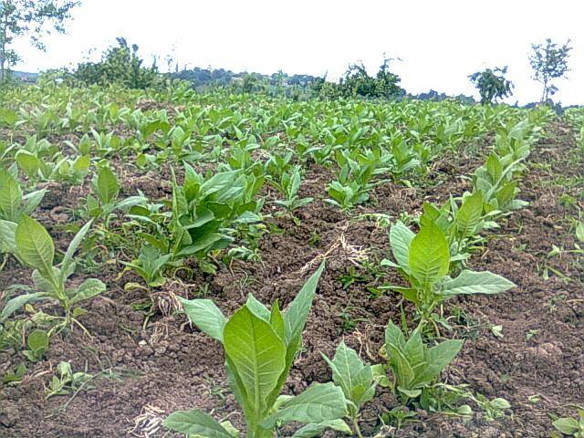 Alaçam Gökçeboğaz Köyü Resimleri 10