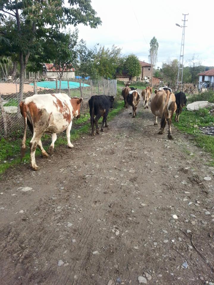 Alaçam Gökçeboğaz Köyü Resimleri 13